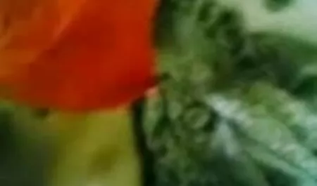 বড়ো মাই, সুন্দরি বাঙালি মেয়েদের চুদাচুদি সেক্সি মহিলার